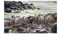 Kambing Misterius Ini Hidup di Pulau Tanpa Sumber Air Selama 2 Abad