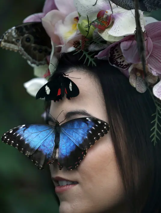 Kupu-kupu besar, Blue Morpho menghinggapi tepat di mata Jessie May Smart saat pembukaan, "Butterflies in the Glasshouse", di RHS Wisley di Wisley, Inggris, (13/1). Ditempat ini sedikitnya terdapat 6.000 kupu-kupu yang hidup bebas. (AFP/Adrian Dennis)