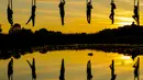 Anggota Teater Sirkus Triko menampilkan tarian hammock di udara dengan menggantung dari Jembatan Mladost di atas Sungai Sava, Zagreb, Kroasia, 11 Juni 2020. (Xinhua/Pixsell/Borna Filic)