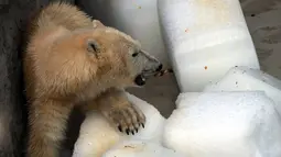Seekor beruang kutub, Szeriy, berbaring di atas balok es raksasa di Kebun Binatang dan Kebun Raya Budapest, Hungaria, 4 Agustus 2017. Gelombang panas ekstrem ini diperkirakan akan berlangsung hingga Rabu (9/8) pekan depan. (ATTILA KISBENEDEK/AFP)