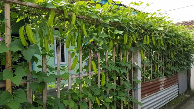 Kebun Kecipir Rambat