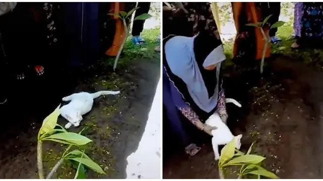 Tidak Rela Ditinggal Pemiliknya, Aksi Kucing Mengais Tanah Ini Bikin Ikut Sedih