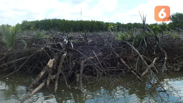 Hutan Mangrove