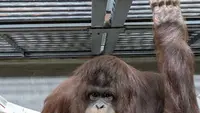 Tak Hanya Komodo, Orang Utan Kalimantan Juga Dikembangbiakkan di Kebun Binatang Jepang