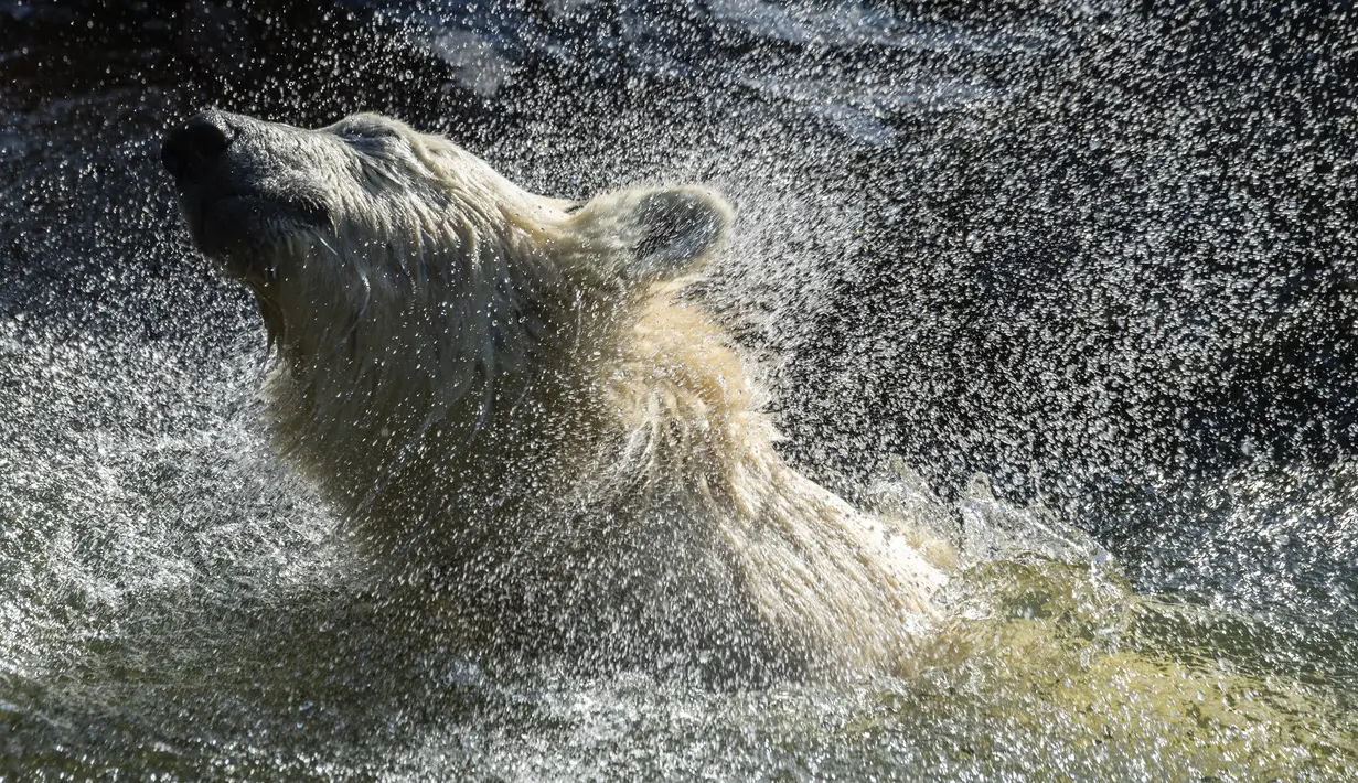 Hertha si beruang kutub mengibas-ngibaskan air ketika dia mandi di kandangnya saat suhu mencapai lebih dari 30 derajat Celcius  di kebun binatang Tierpark di Berlin, Jerman (26/7/2019). Rekor suhu terpanas baru tercatat di berbagai penjuru Eropa termasuk Jerman. (AFP Photo/John Macdougall)