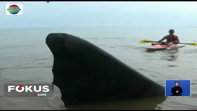 Selain itu, warga juga berusaha mengembalikan paus tersebut ke laut dan saat ini belum diketahui penyebab terdamparnya mamalia terbesar di dunia.