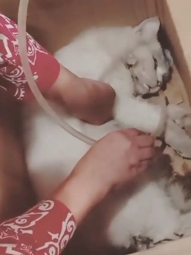 Kucing yang dirawat Umi Pipik