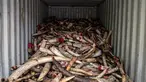 Ratusan gading gajah disita di dalam kontainer sebelum dimusnahkan di pusat Pengelolaan Limbah Kualiti Alam di Port Dickson, Malaysia, Kamis (14/4/2016). (AFP PHOTO/MANAN Vatsyayana)