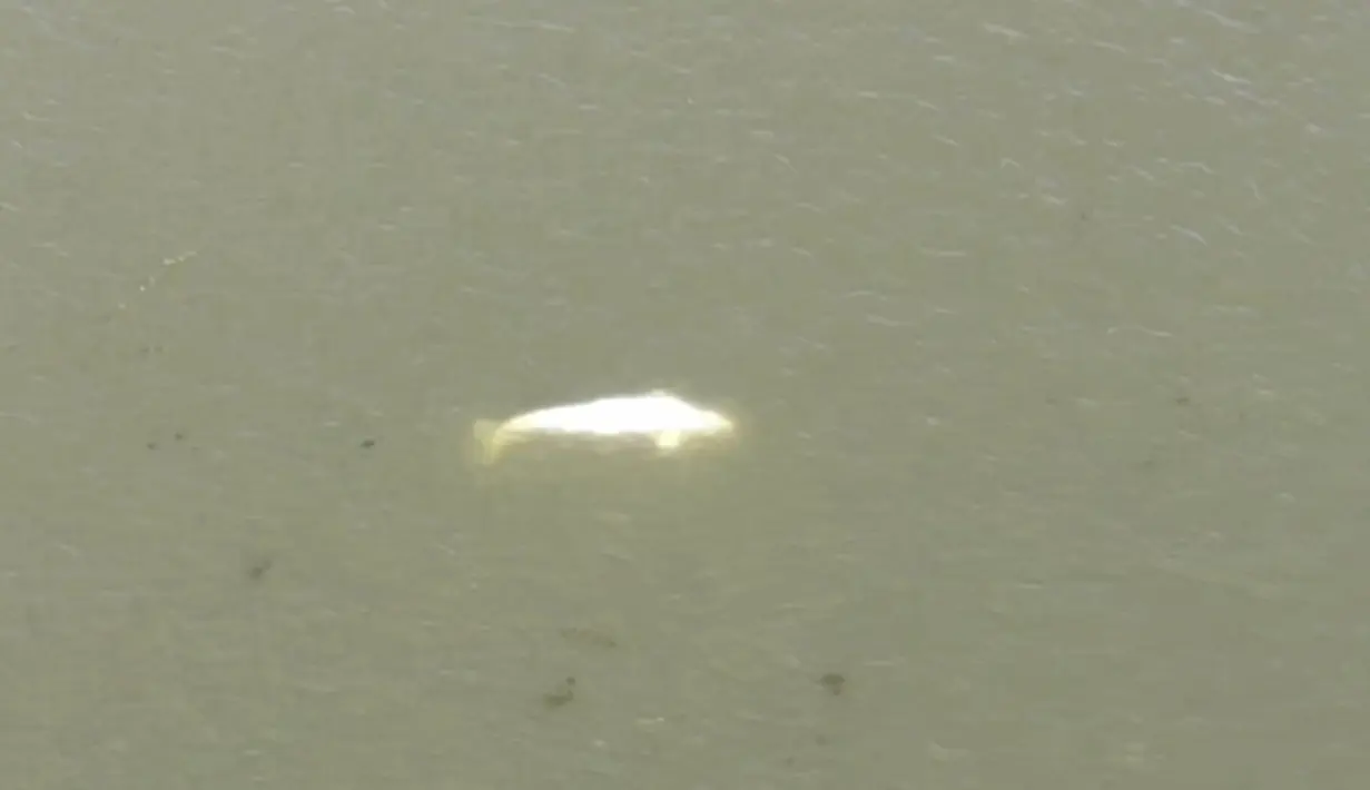 Seekor paus Beluga di sungai Seine di Saint-Pierre-la-Garenne, barat Paris, Kamis, 4 Agustus 2022. Di perairan laut, Beluga memakan berbagai jenis ikan serta gurita, cumi-cumi, kepiting, udang, dan hewan lainnya. Namun sungai air tawar tidak dapat menopang kebutuhan makanannya. (SDIS27 via AP)
