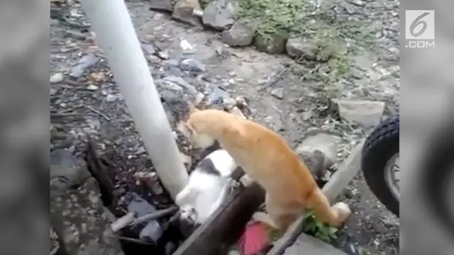 VIDEO: Wow, Dengar Azan Kucing Berhenti Berkelahi