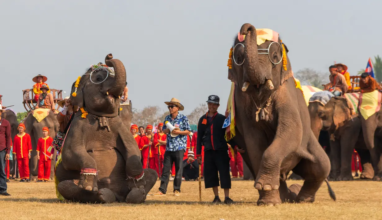Kawanan gajah menyuguhkan tarian di Festival Gajah 2020 yang digelar di Provinsi Xayaboury, Laos utara, pada 22 Februari 2020. Festival tahunan yang kali ini berlangsung dari 22 Februari hingga 28 Februari tersebut telah diadakan sejak 2007 di Provinsi Xayaboury. (Xinhua/Kaikeo Saiyasane)