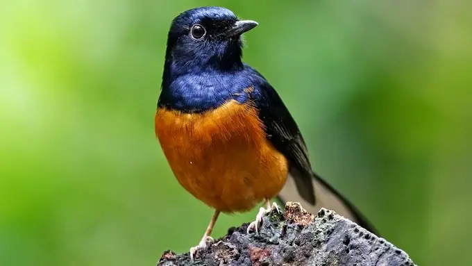 Mengenal Burung Murai  Batu dan Jenisnya