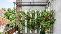 5 Ide Kebun Cabai Gendot Gantung di Teras Sempit, Produktif dan Estetik untuk Rumah Minimalis