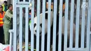 Seekor panda China berada di dalam kandang saat tiba di Bandara Soekarno-Hatta, Tangerang, Kamis (28/9). Kehadiran dua panda ini dimaknai sebagai simbol persahabatan, perdamaian, dan pengetahuan antara Indonesia dengan China. (Liputan6.com/Helmi Afandi)