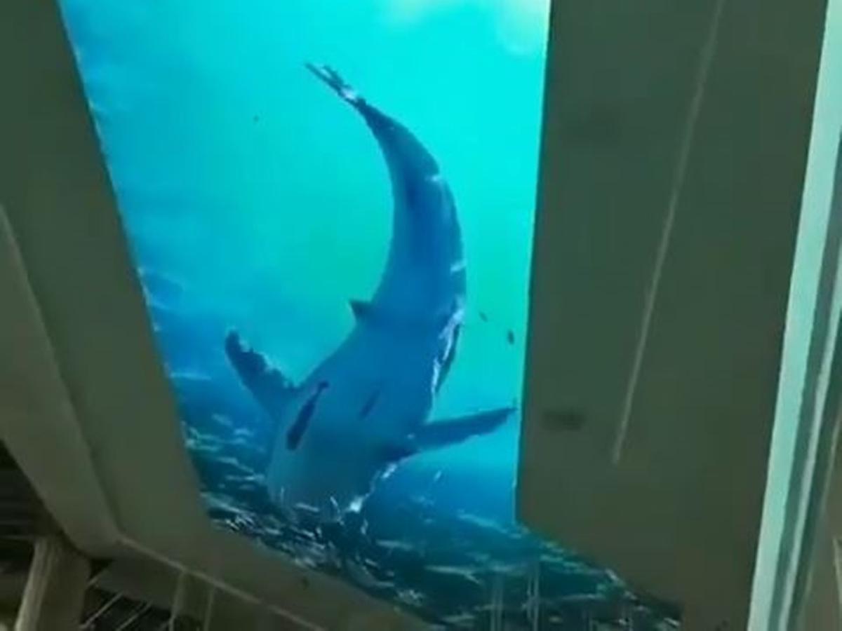 103 Jual Ikan Hias Air Laut Semarang HD Terbaik