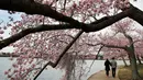 Sepasang wanita dan pria berjalan di bawah pohon Sakura yang sedang mekar di Washington (4/2). Keindahan pohon Sakura yang sedang mekar ini menandai  dimulainya musim semi di Washington. (AP Photo/Jacquelyn Martin)