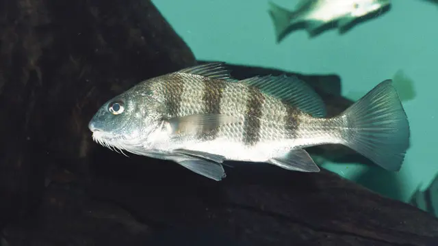 Ilustrasi Ikan Black Drum
