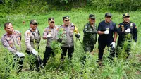 Badan Narkotika Nasional Republik Indonesia (BNN RI) memusnahkan ladang ganja di Provinsi Aceh. (Foto: dokumentasi BNN)