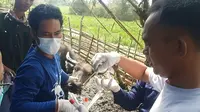 Petugas dari Dinas Peternakan Kabupaten Tulangbawang mengambil sampel dari kerbau yang terindikasi terjangkit PMK