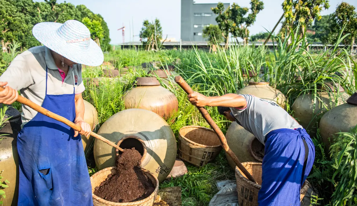 Pekerja mengeluarkan fermentasi biji-bijian dari kendi di sebuah pabrik pembuatan cuka di Chishui, China (26/6/2020). Teknik produksi cuka Chishui, yang menggunakan proses penjemuran di bawah terik matahari, terdaftar sebagai warisan budaya takbenda Provinsi Guizhou pada 2009. (Xinhua/Tao Liang)