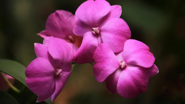 Bunga impatiens