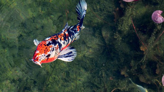Jenis Ikan Koi (sumber: Pixabay)