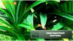 Tidak hanya sebagai bahan masakan saja, saksikan manfaat besar daun pandan yang mungkin tidak Anda ketahui sebelumnya 