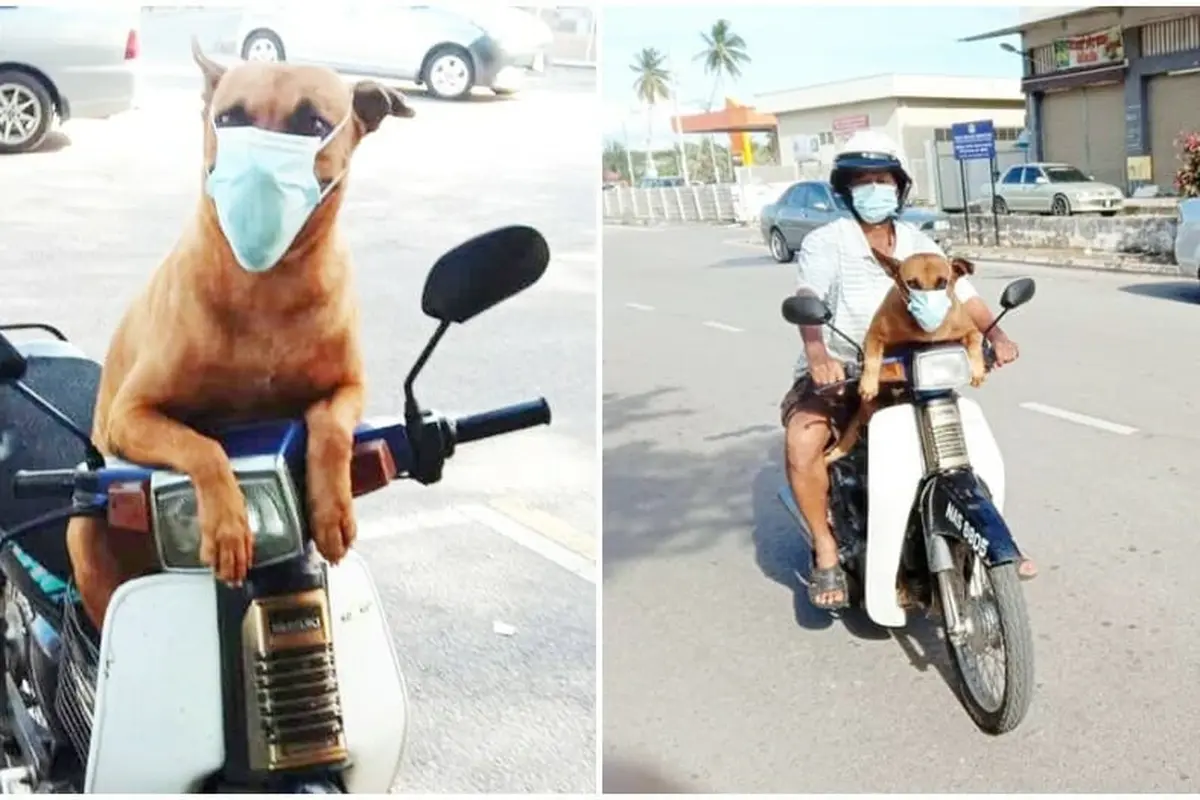 Sudah Dilatih Sejak Lama, Anjing Ini Tak Pernah Lupa untuk Gunakan Masker
