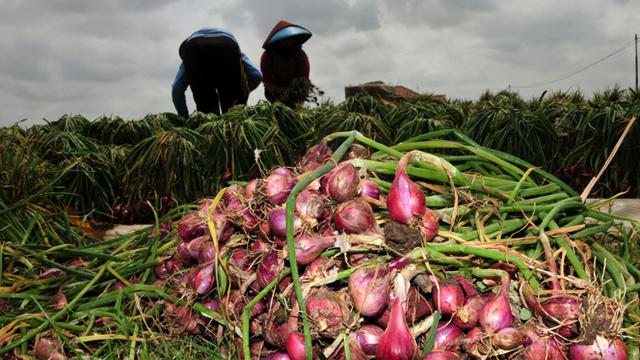 Kemendag Belum Tahu Soal Bawang Merah Impor Yang Banjiri Ri
