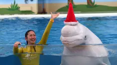 Seekor Paus Beluga mengenakan topi Natal saat aksi menyambut Natal di Hakkeijima Sea Paradise di Yokohama, Jepang (12/12/2015). Kegiatan Natal di Hakkeijima Sea Paradise akan berjalan sampai tanggal 25 Desember (AFP PHOTO / Toshifumi Kitamura)