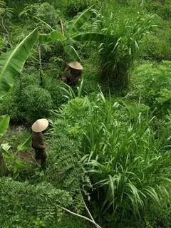 Valrhona Cocoa Forest di Bali. Dok. Nyanyi Bali