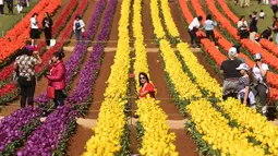 Pengunjung berada di antara bunga tulip selama Tesselaar Tulip Festival di Silvan, Dandenong Ranges, Melbourne (27/9). Pengunjung antusias melihat lebih dari satu juta warna-warni bunga, termasuk 900.000 tulip. (AFP Photo/William West)
