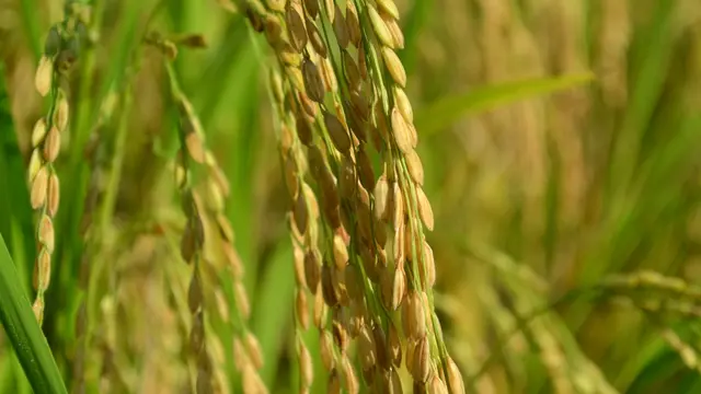 Petani padi yang menerapkan SRI Organik memilih benih sendiri dengan teknik kuno, “nglonggori”, yakni memilih bulir padi terbaik. (Foto: Liputan6.com/Muhamad Ridlo)