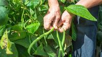 Budidaya buncis organik dapat dilakukan secara praktis dengan langkah sederhana, mulai dari persiapan media tanam, pemilihan benih, hingga panen untuk menghasilkan sayuran sehat dan ramah lingkungan. (dok. shaplovevg/Freepik)