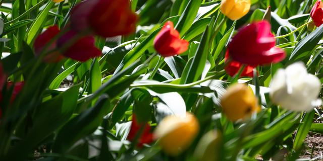 Cara Merawat Bunga Tulip agar Tumbuh Subur dan Mekar Indah di Indonesia