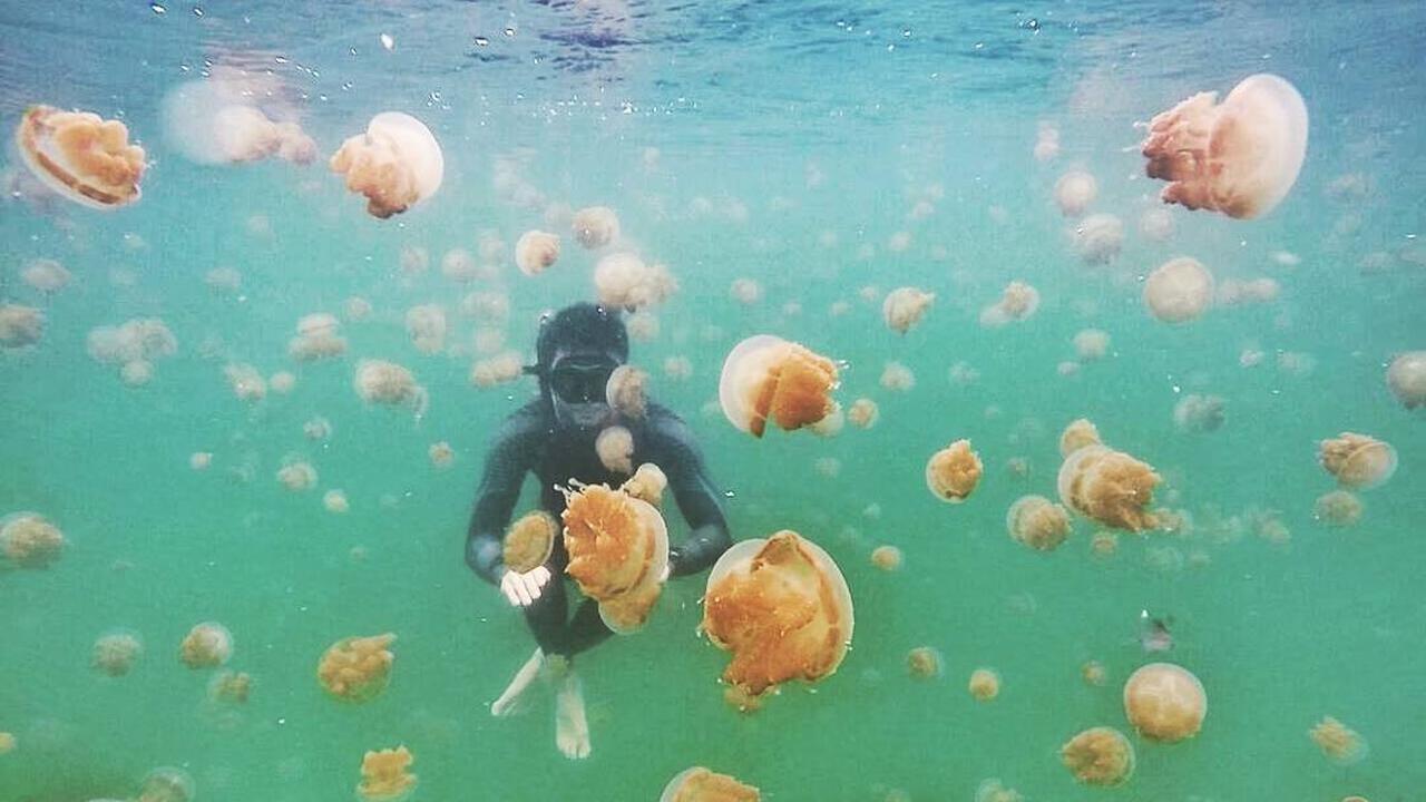 Danau Ubur-Ubur Pulau Kakaban, Kepulauan Derawan