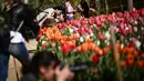Pengunjung memotret bunga tulip di taman Kastil Pralormo di Pralormo, dekat Turin (11/4/2022). Setiap tahun kastil Pralormo menjadi tuan rumah acara "Tuan Tulip" di taman Inggris. (AFP/Marco Bertorello)