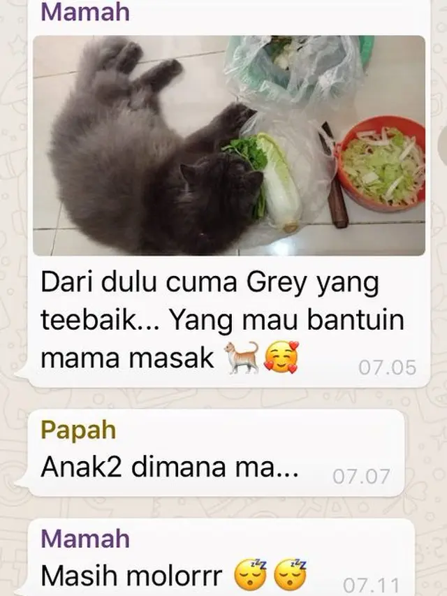 6 Chat Ibu ke Grup Keluarga Bahas Kucing Ini Bikin Tepuk Jidat