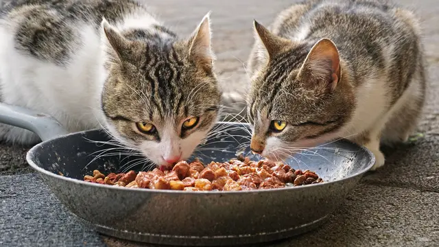 Wet Food (makanan basah)