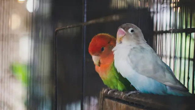 Ilustrasi burung lovebird