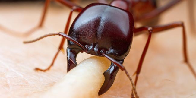 Foto: Copyright BodyBuilding.com | bagaimana semut Siafu menggigit korbannya