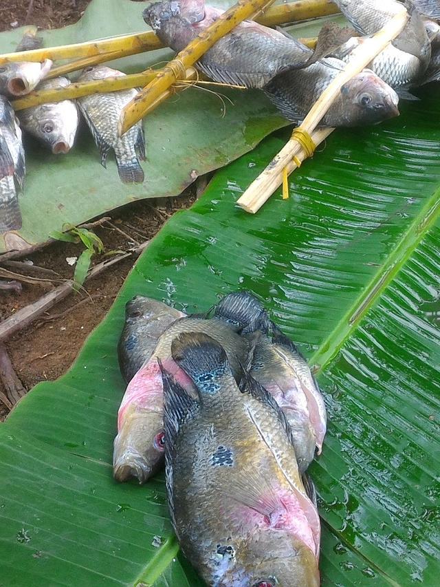 Ikan Louhan yang tertangkap di kolam mirip dengan ikan Nila. (Foto: Liputan6.com/Muhamad Ridlo)