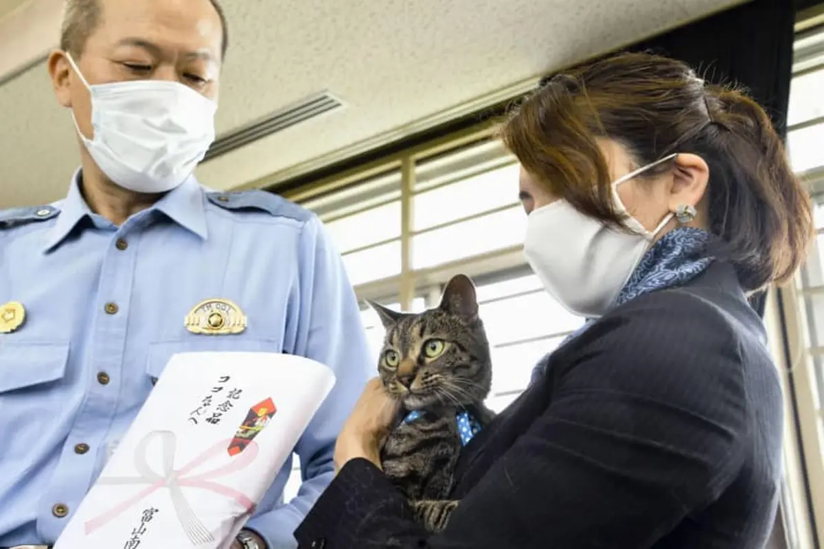 kucing di Jepang dapat penghargaan