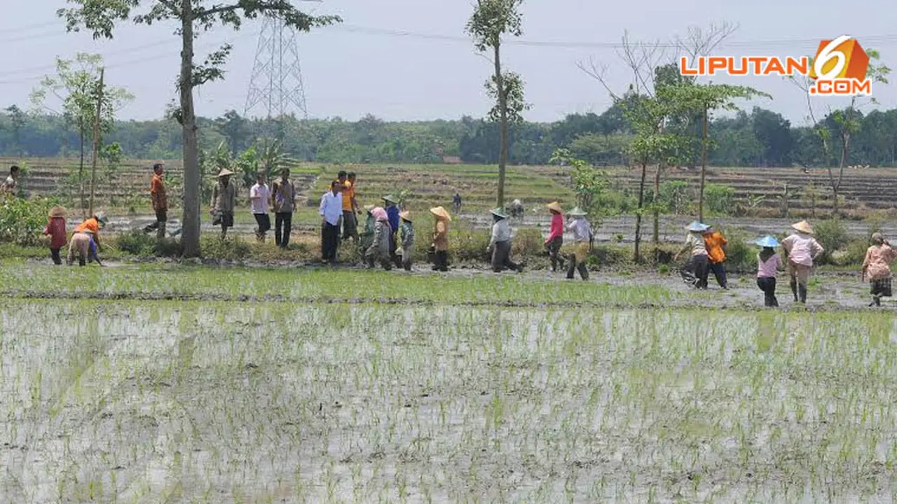 [FOTO] Jokowi Bercengkerama dengan Petani di Pematang Sawah