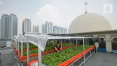 Petugas merawat tanaman hidroponik yang ditanam di kawasan atap Masjid Jami Attaqwa, Sunter Muara, Jakarta Utara, Rabu (14/4/2021). Tanaman hidroponik berupa pakcoy, sawi dan selada itu ditempatkan pada bagian tengah atap dengan pelindung bagian atasnya. (Liputan6.com/Faizal Fanani)