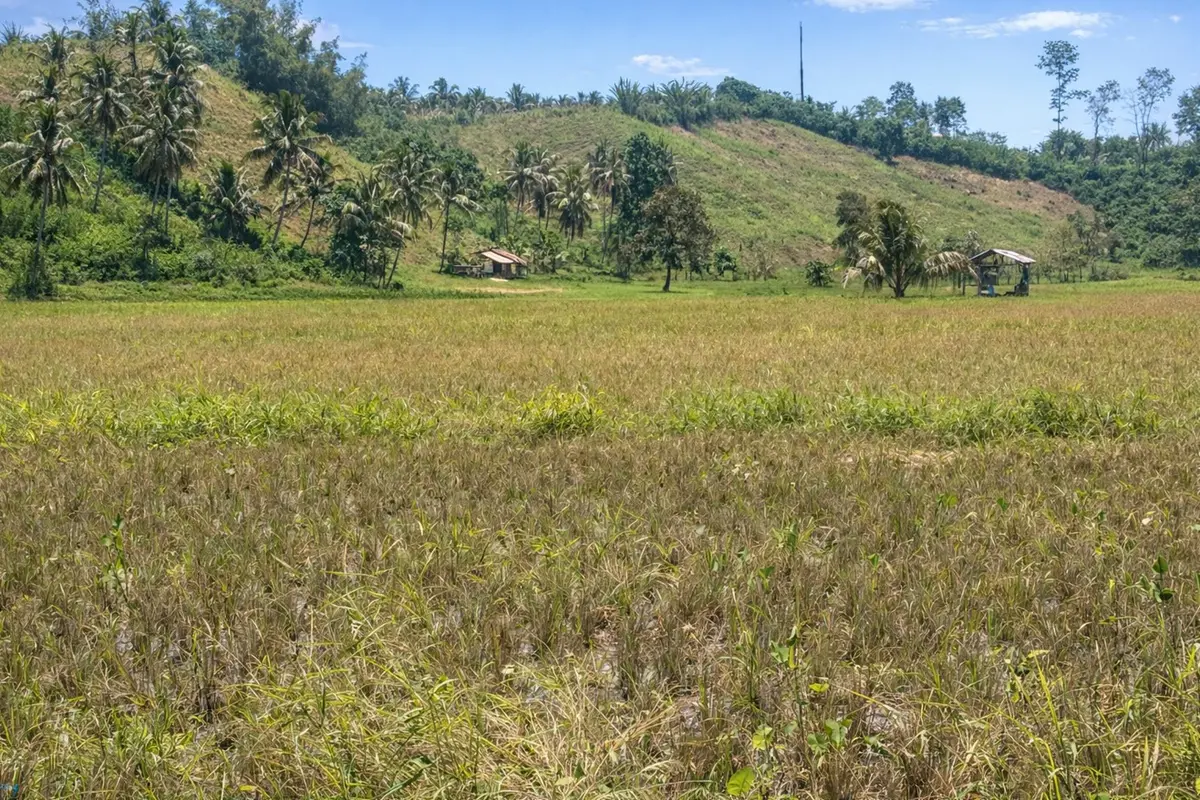 Kondisi sawah milik petani di Sulut. (Liputan6.com/Arfandi Ibrahim)
