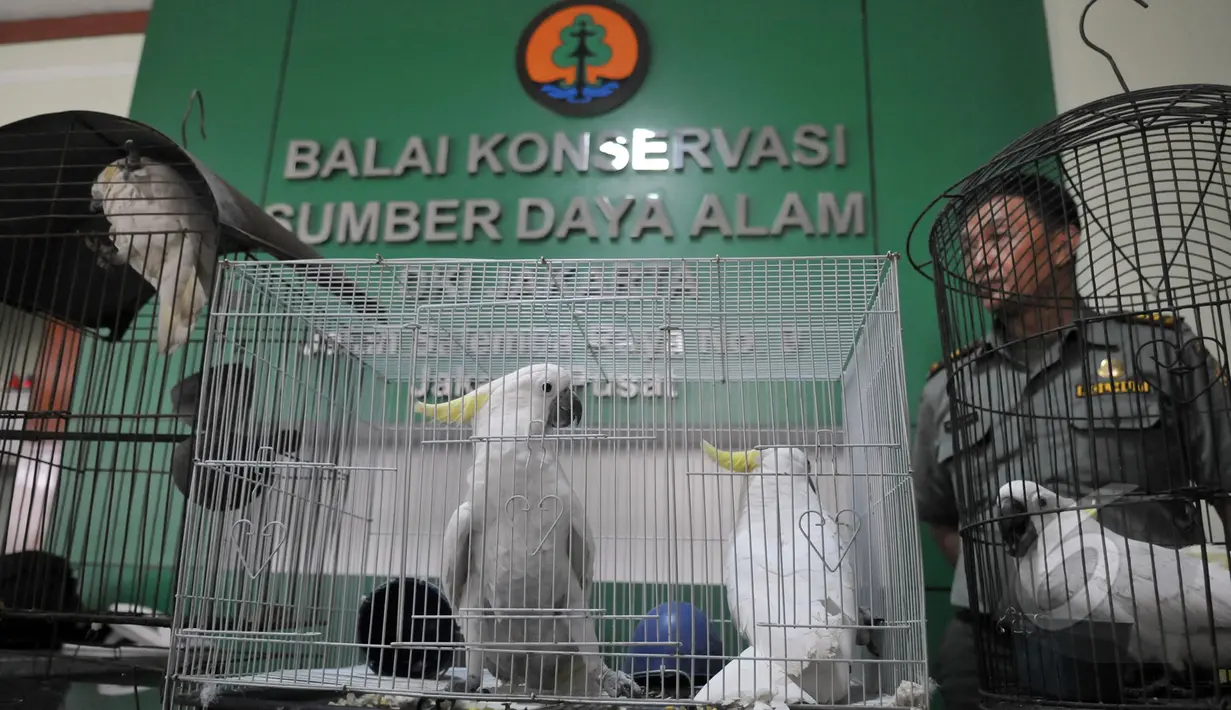 Petugas Balai Konservasi Sumber Daya Alam (BKSDA) menerima 7 burung kakaktua jambul kuning dan satu burung kakatua raja berwarna hitam yang tempatkan dikandang sementara di kantor BKSDA, Jakarta, Senin (11/5/2015). (Liputan6.com/Johan Tallo)