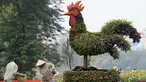 Sebuah tanaman hias berbentuk ayam terpajang di salah satu taman di Hanoi, Rabu (25/1). Pemasangan tanaman berbentuk ayam tersebut dilakukan dalam rangka menyambut tahun baru Imlek. (AFP PHOTO / Hoang DINH NAM)