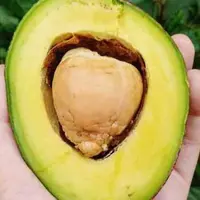 Biji Buah Alpukat (Sumber: Instagram/@loveleafdiary)