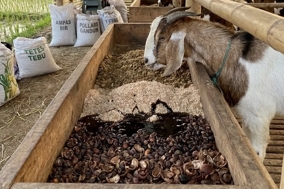 Alternatif Pakan Ternak Kambing Pengganti Rumput